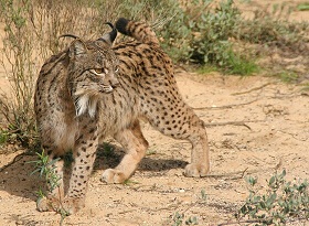 Ejemplar de lince iberico.jpg