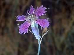 Dianthus lusitanus3m.jpg