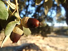 220px-Bellota Encina Carrasca.jpg