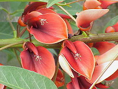 Ceibo-flores.jpg