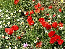 Campo de amapolas.jpg