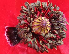 Detalle de la flor.jpg