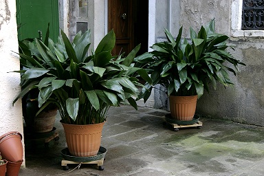 Archivo:Aspidistra elatior - 01.jpg