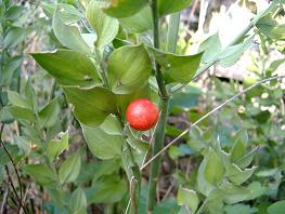 Ruscus aculeatus.jpg