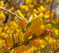 Genista cinerea.jpg