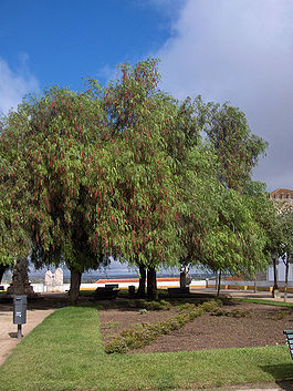 265px-Schinus molle01.jpg