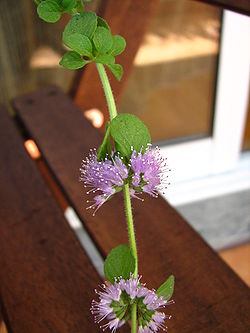 250px-Mentha pulegium24.jpg