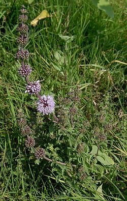250px-Mentha pulegium kz.jpg