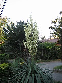 Yuca.JPG