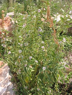 Althea officinalis.jpg