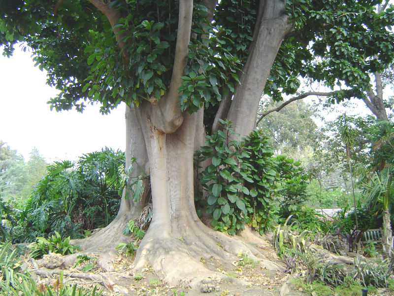 Archivo:Bella sombra.jpg
