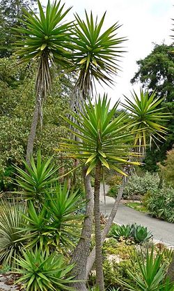 Yuca alifolia.jpg