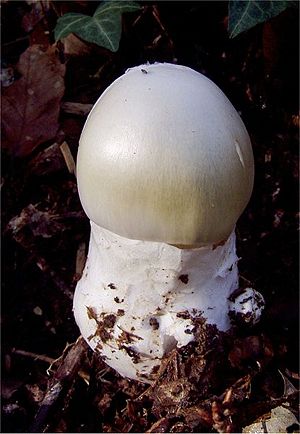 Amanita phalloides.jpg