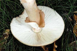 Amanita.phalloides2.-.lindsey.jpg