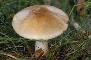 Amanita.phalloides.-.lindsey.jpg