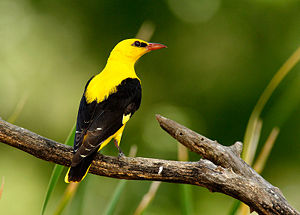 Oropendola Baltanas.jpg