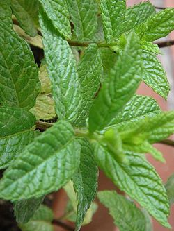 450px-Menta.jpg