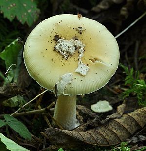 Death cap.JPG