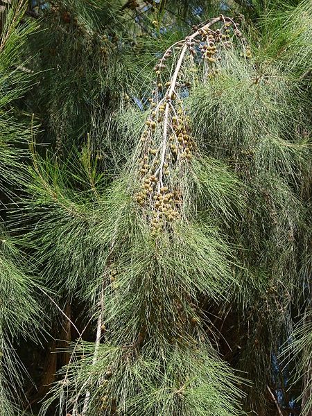 Archivo:Casuarina hojas y frutos.jpg